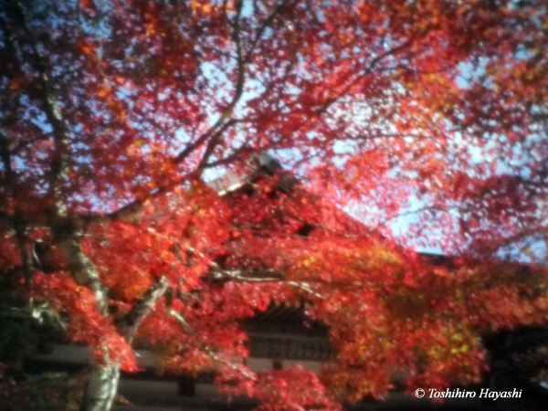 From Kyoto in Autumn #6
