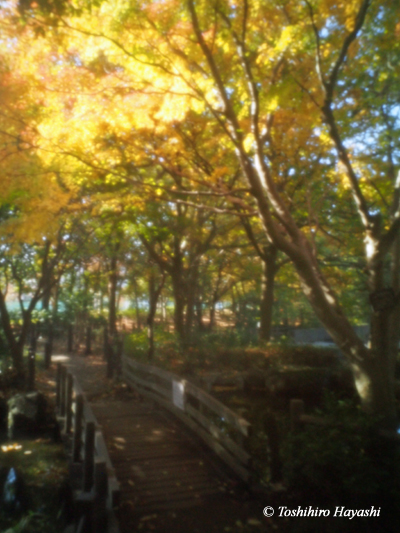 Gyoda Park in Autumn #3
