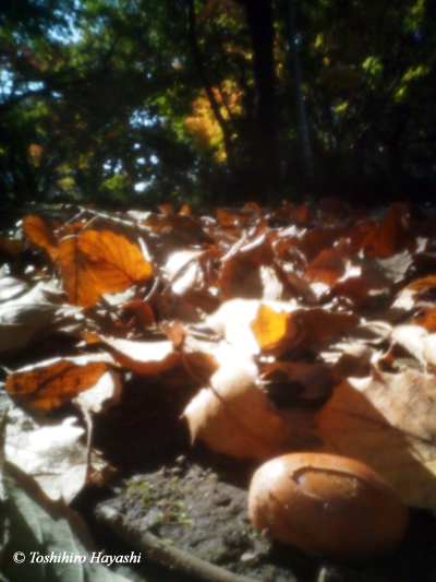 Gyoda Park in Autumn #4 (Donguri)