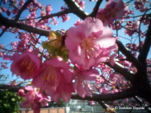 Kawazu Sakura (Kawazu cherry blossoms) #1