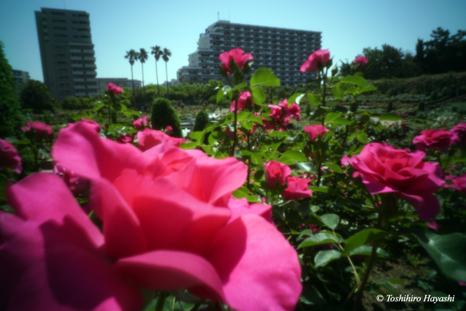 Yatsu rose garden 2