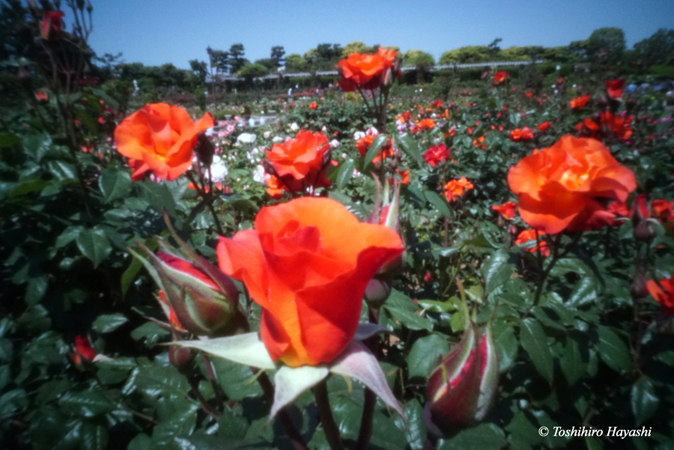 Yatsu rose garden 4