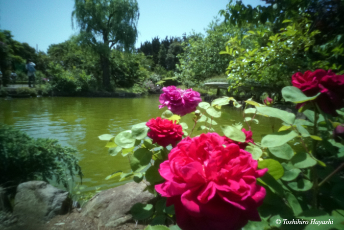 Yatsu rose garden 8
