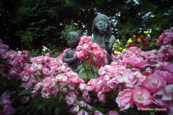 Roses in the Suwada park #1