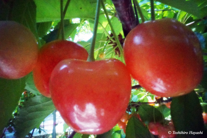 Cherries #2