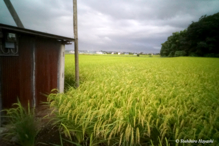 Coutryside of rice field #2