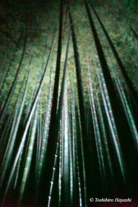 Bamboo forest in night view #1