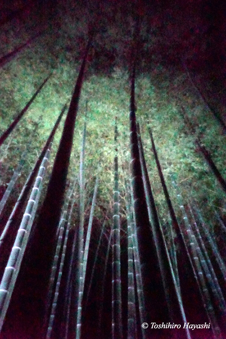 Bamboo forest in night view #2