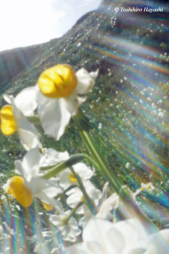 Narcissus blooming in Tsumekizaki #1