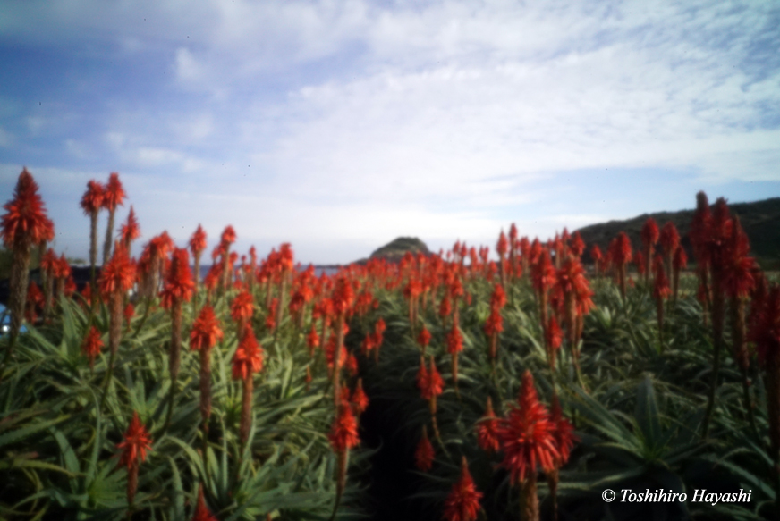 Aloe flowers in Tsumekizaki