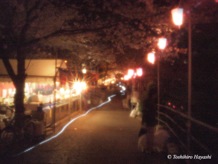 "Night Cherry blossoms -YOZAKURA- "