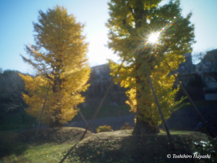 "#27  "Ngatugawa Shinsui Park in Autumn #1"