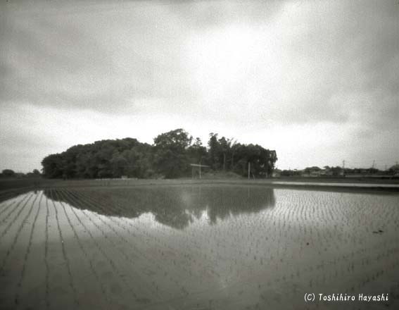 Rice Planting season (Peaceful Images)
