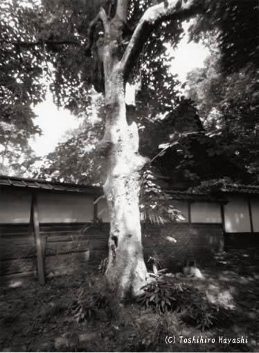 a tree in the garden (Peaceful Images)