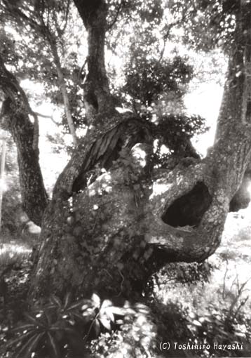Ancient Tree (Peaceful Images)