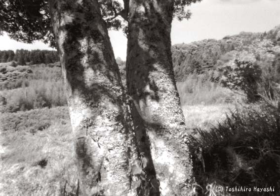 Twin Trees (Peaceful Images)