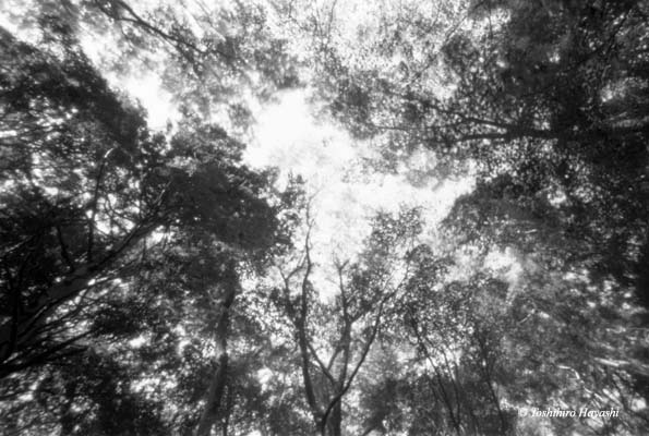 Ceiling of woods 