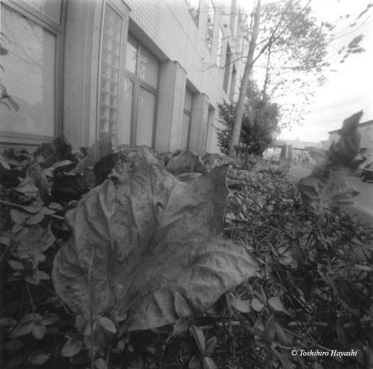 Fallen Leaf (Ochiba) 