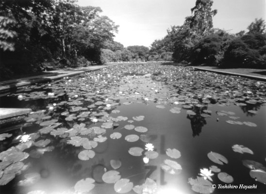 Lotus pond (NewZealand)