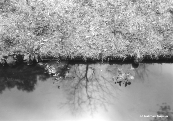 Reflection #1 (Shimizu-park #4)