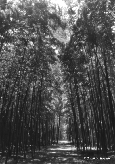 Bamboo Forest #3