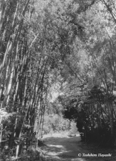 Bamboo Forest #4