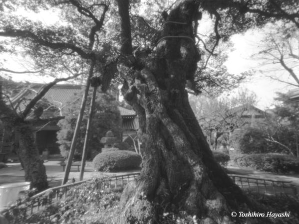 Old tree in Zen temple #2 
