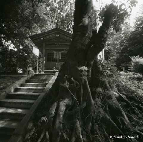 Yurugi-Jizo shrine and Cluster amaryllis